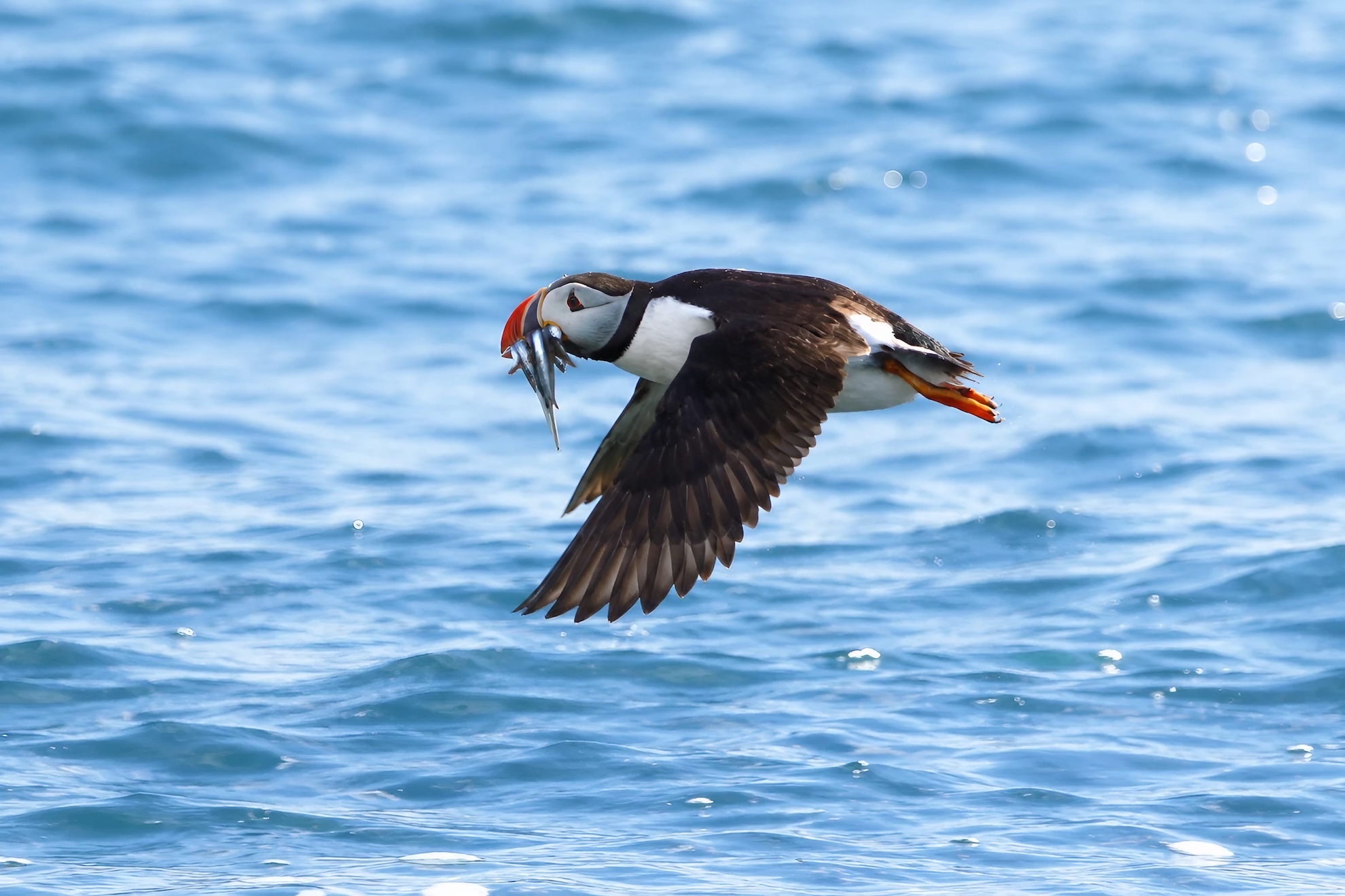 Whale Watching And Puffin Tour Iceland